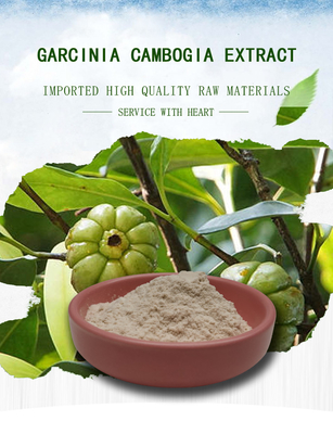выдержка Cambogia Garcinia 50% 60% с белого порошка Cas 90045-23-1