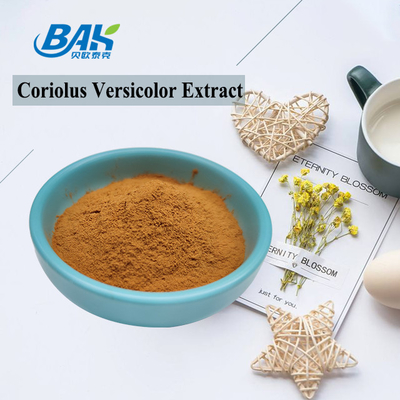 10%-50% дополнения выдержки гриба Coriolous порошок Брауна Versicolor желтый