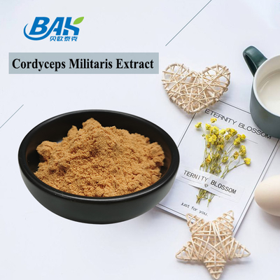 Дополнение предохранения от печени выдержки Cordyceps Militaris порошок 1% до 6% Cordycepin