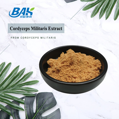 Дополнение предохранения от печени выдержки Cordyceps Militaris порошок 1% до 6% Cordycepin