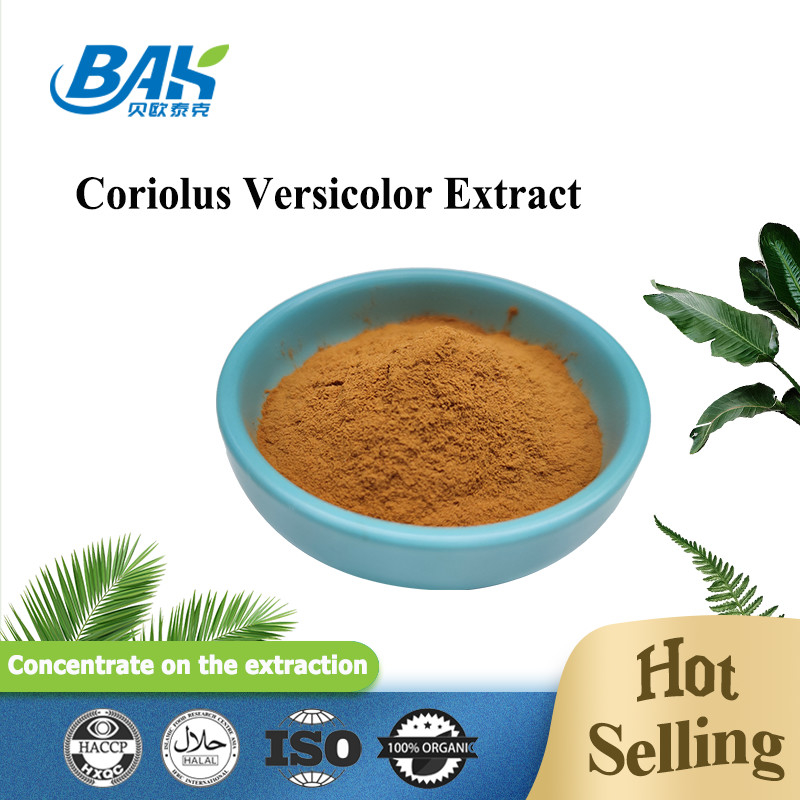 10%-50% дополнения выдержки гриба Coriolous порошок Брауна Versicolor желтый
